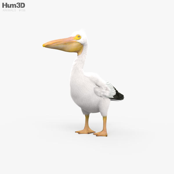 Pélican d'Amérique Modèle 3D