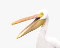 American White Pelican 3d model