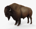 Bison d'Amérique du Nord (Buffalo) Modèle 3d