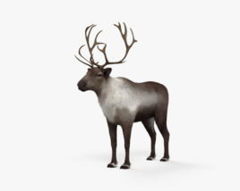 Reindeer 3D model