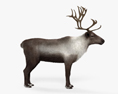Reindeer HD 3d model