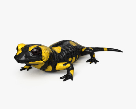 Salamander HD 3D model