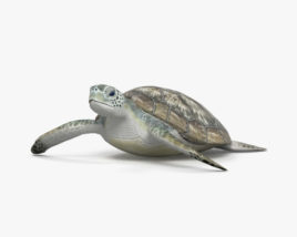 Hawksbill Sea Turtle HD 3D model