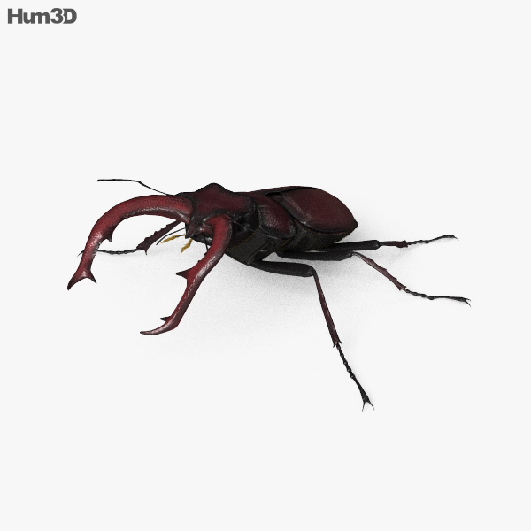 Lucanus cervus Modèle 3D