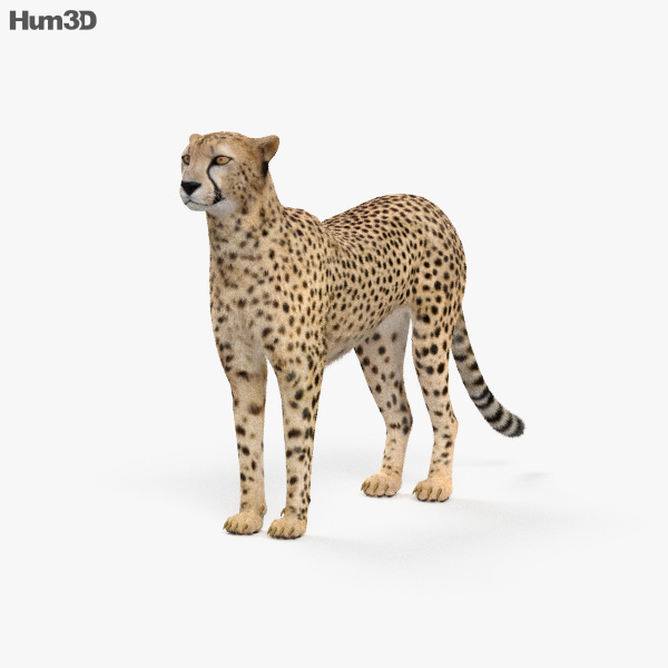 cheetah 3d 7.3.3