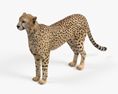 Cheetah HD 3d model