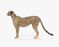 猎豹 3D模型