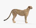 Cheetah HD 3d model