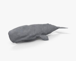 抹香鲸 3D模型