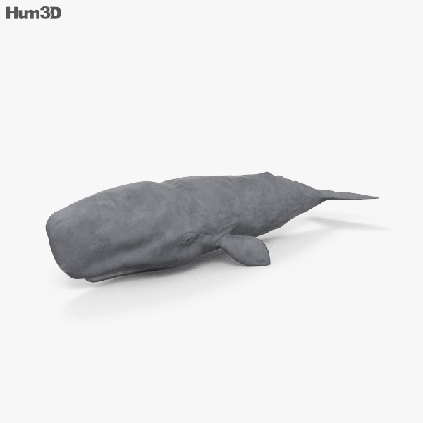 Pottwal 3D-Modell