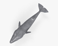 Sperm Whale HD 3d model