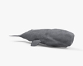 Sperm Whale HD 3d model