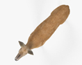 Doe 3d model