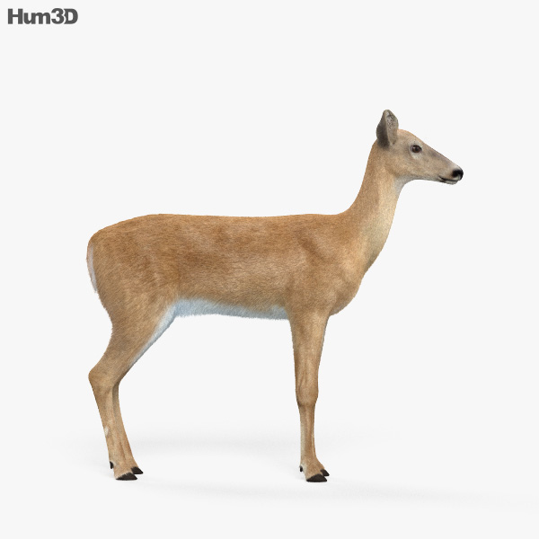 Doe Rigged 3D model - Animals on Hum3D