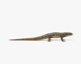 Common Lizard HD 3d model