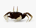 Horned Ghost Crab 3d model