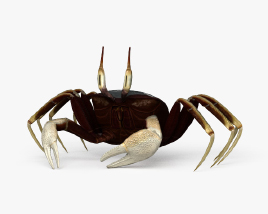 Horned Ghost Crab HD 3D model