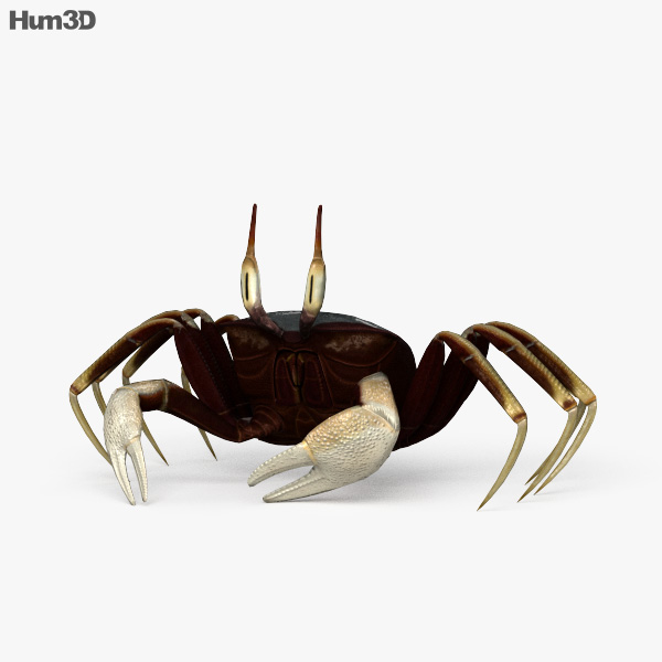 Horned Ghost Crab HD 3D model