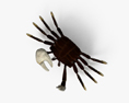 Horned Ghost Crab 3d model
