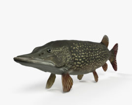 Northern Pike 3D model