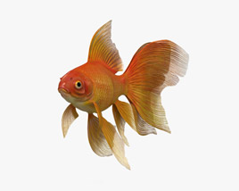 Fantail Goldfish 3D model