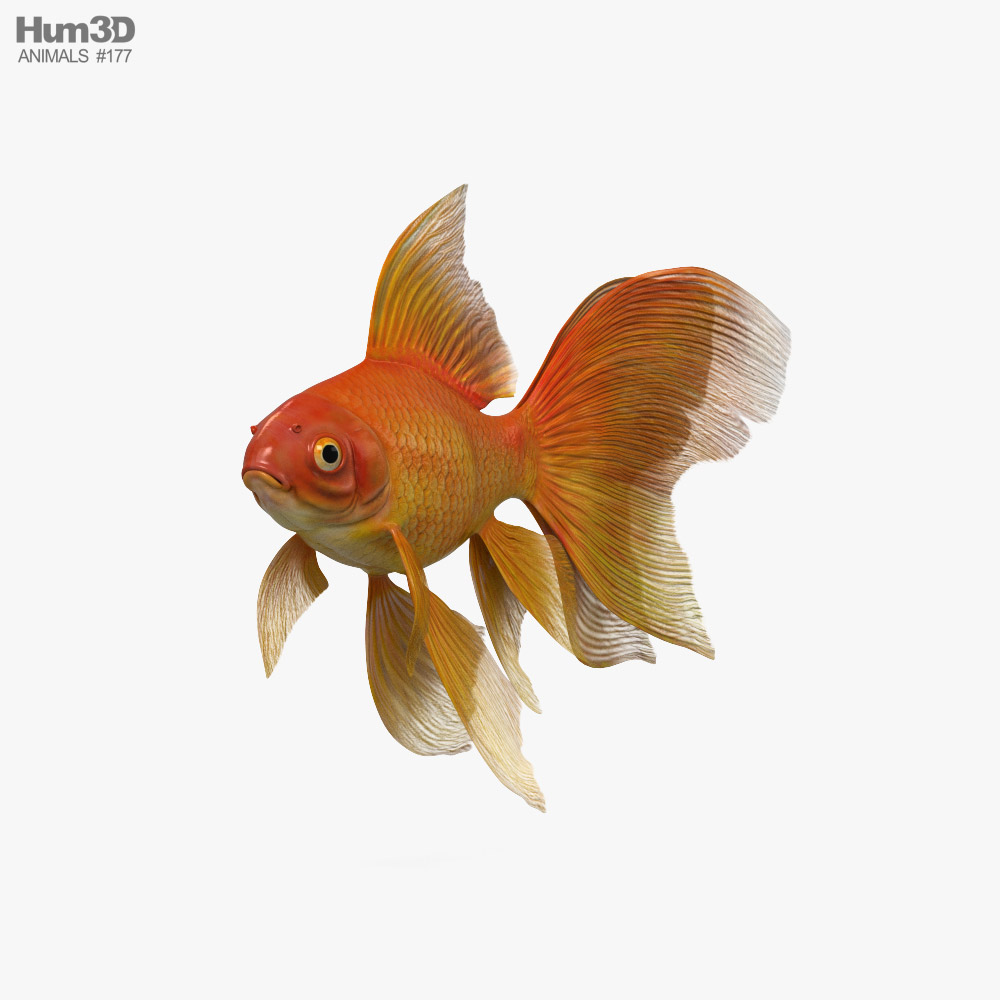 面纱尾鱼金鱼 3D模型