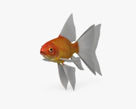 Fantail Goldfish HD 3D model