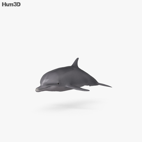Common Bottlenose Dolphin HD 3D model
