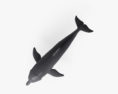 Golfinho-roaz Modelo 3d
