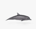 Delfino tursiope Modello 3D