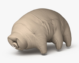 Tardigrade 3D model