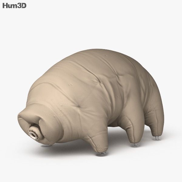 Tardigradi Modello 3D