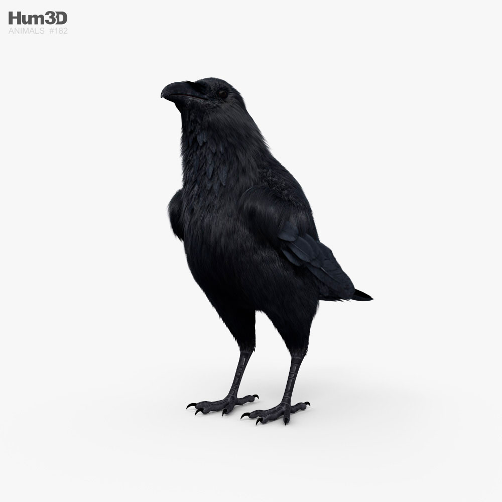 Raven HD 3D model
