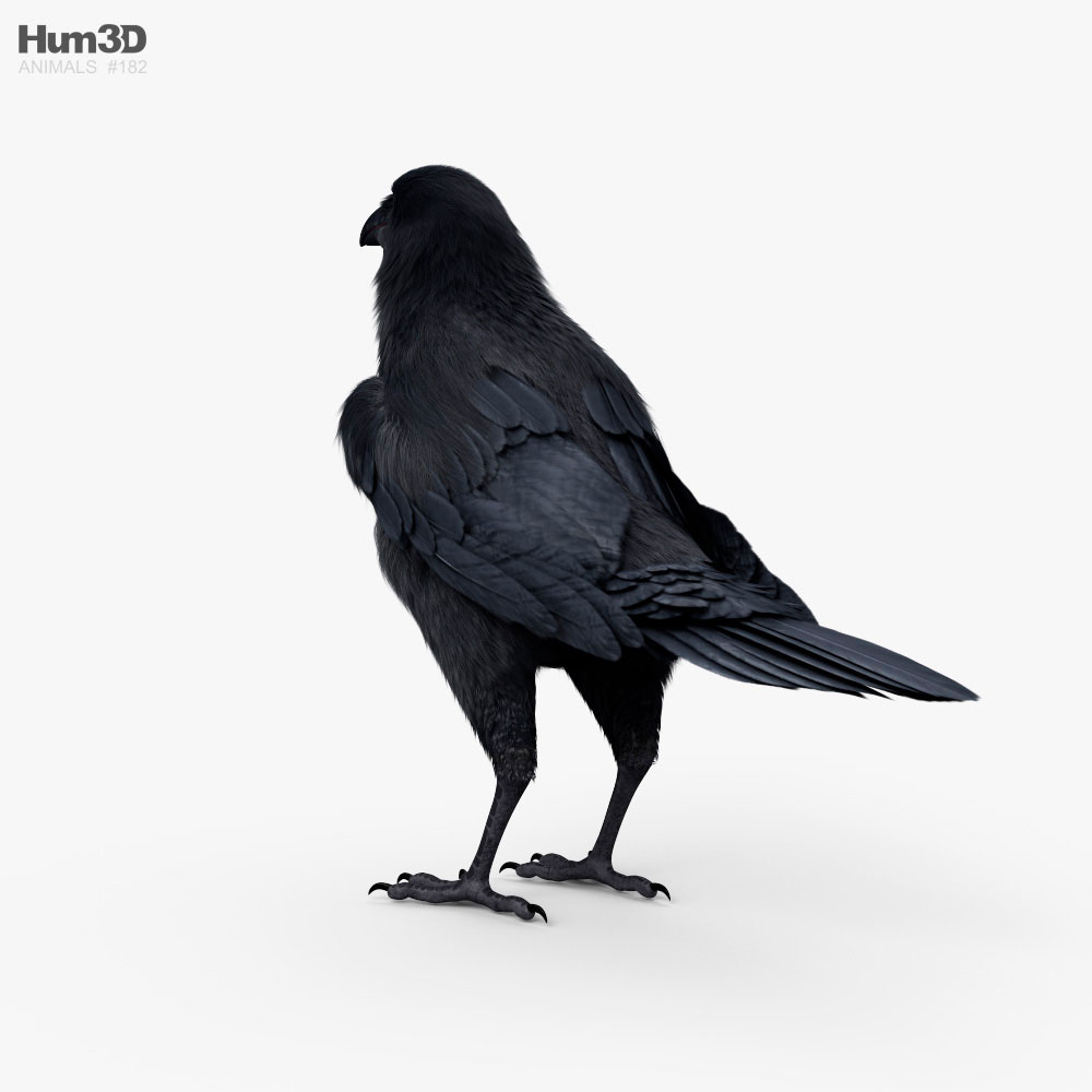 Raven HD 3d model