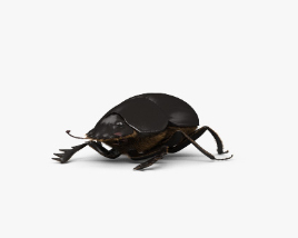 Scarab beetle 3D model