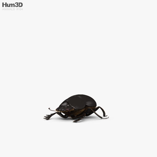 Scarab beetle HD 3D model
