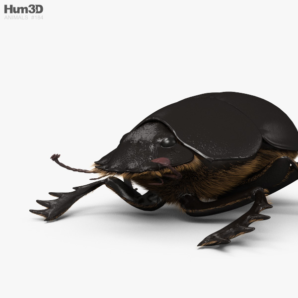 Animado Escarabajo Modelo 3D - Animales on Hum3D