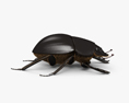 Scarab beetle HD 3d model
