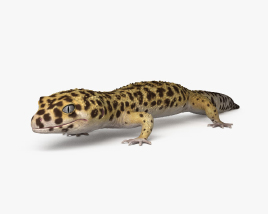 豹紋壁虎 3D模型