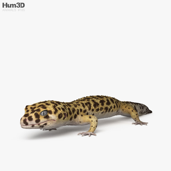 Gecko leopardo Modelo 3D