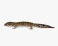 Common Leopard Gecko 3d model