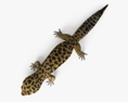 Common Leopard Gecko 3d model