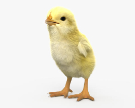 Chick HD 3D model