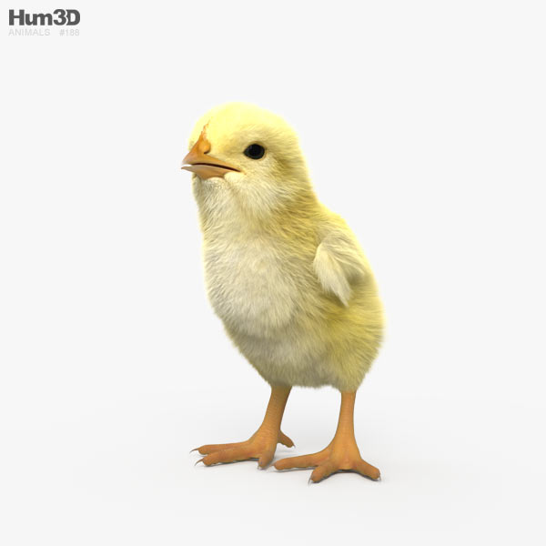 小鸡 3D模型