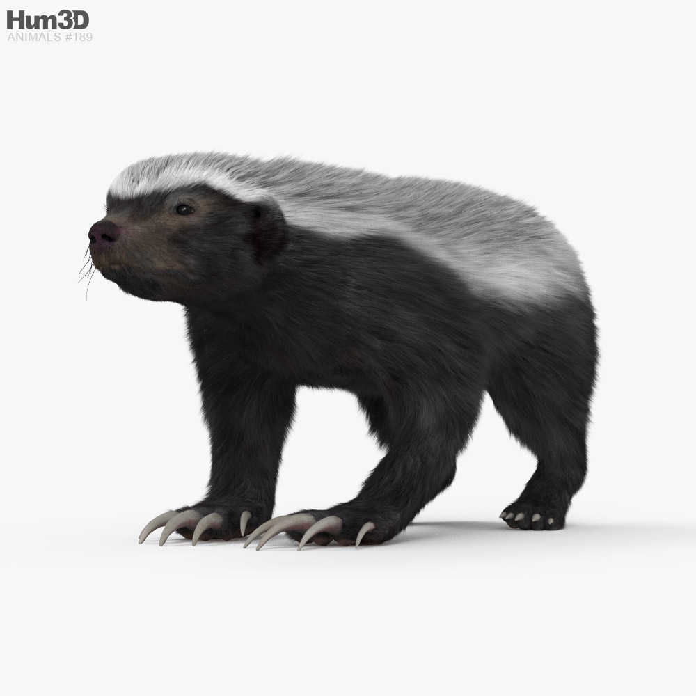 Honey Badger HD 3D model
