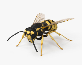European Wasp 3D model