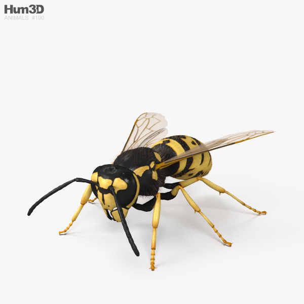 European Wasp HD 3D model