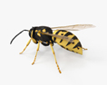 European Wasp HD 3d model