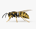 European Wasp HD 3d model