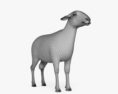 Mouton Modèle 3d